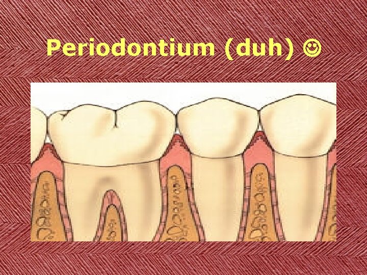 Periodontium (duh) 