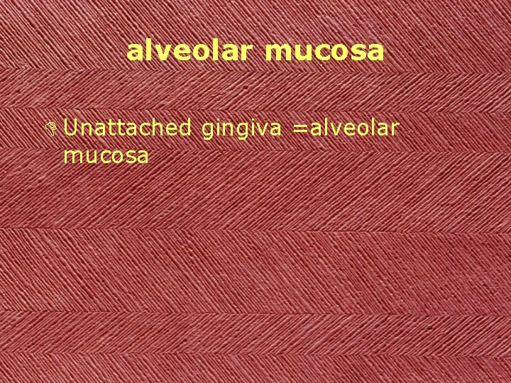 alveolar mucosa D Unattached gingiva =alveolar mucosa 