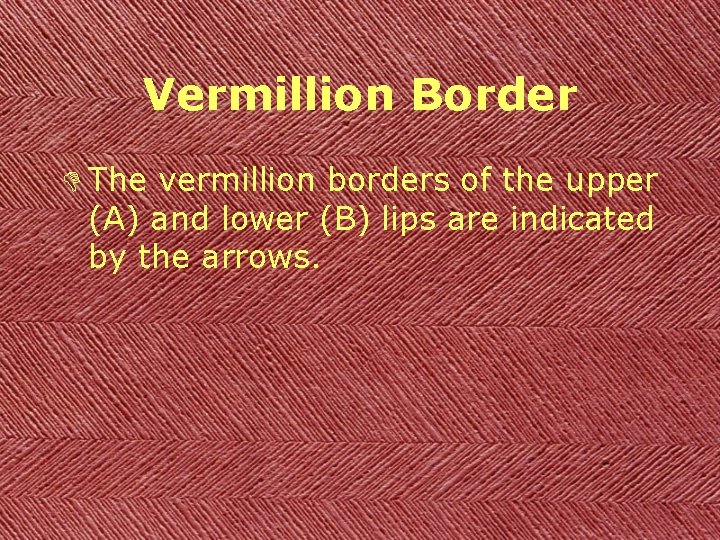 Vermillion Border D The vermillion borders of the upper (A) and lower (B) lips
