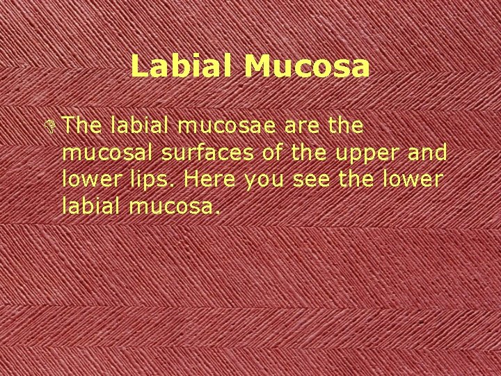 Labial Mucosa D The labial mucosae are the mucosal surfaces of the upper and