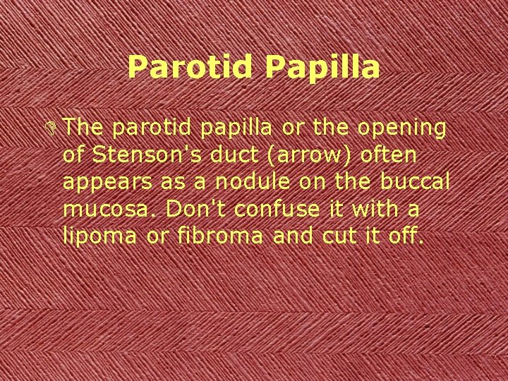 Parotid Papilla D The parotid papilla or the opening of Stenson's duct (arrow) often