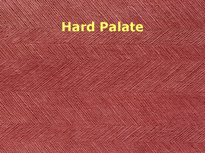 Hard Palate 