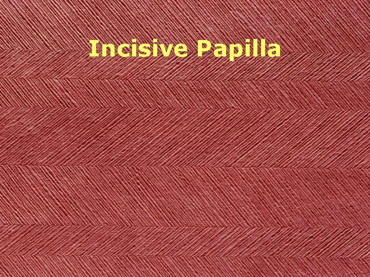 Incisive Papilla 