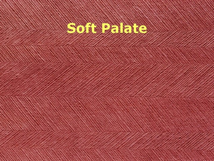 Soft Palate 