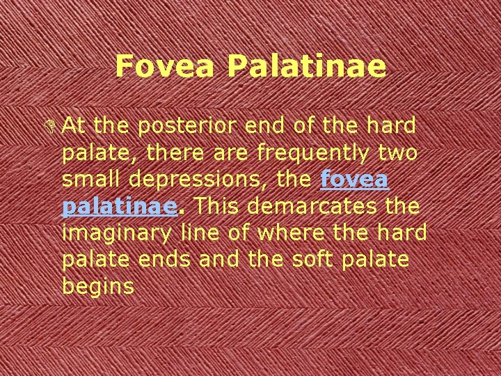 Fovea Palatinae D At the posterior end of the hard palate, there are frequently