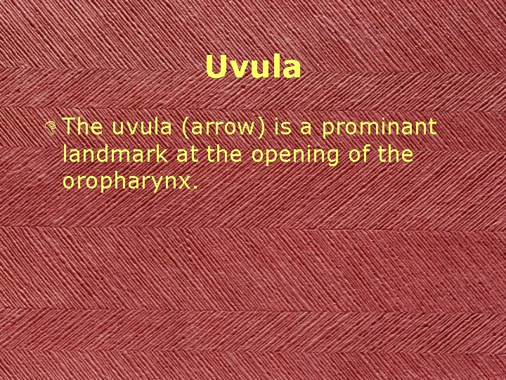 Uvula D The uvula (arrow) is a prominant landmark at the opening of the