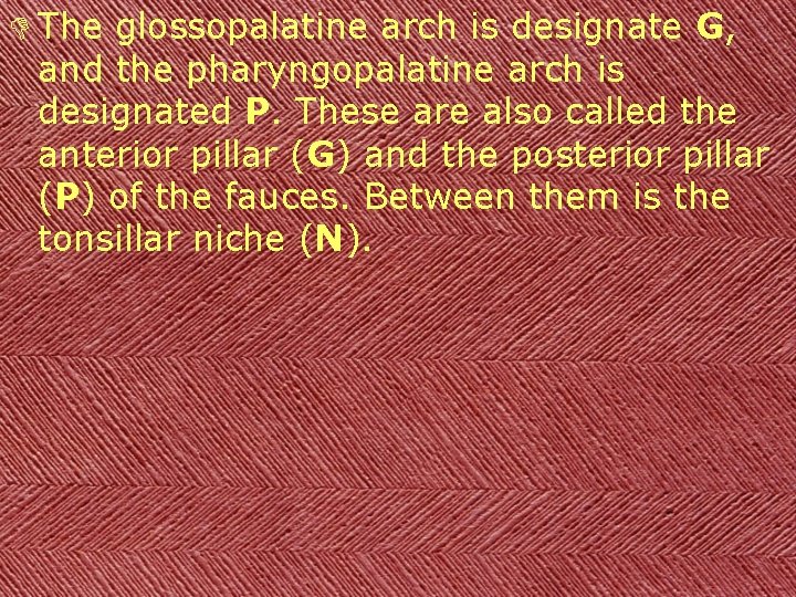 D The glossopalatine arch is designate G, and the pharyngopalatine arch is designated P.