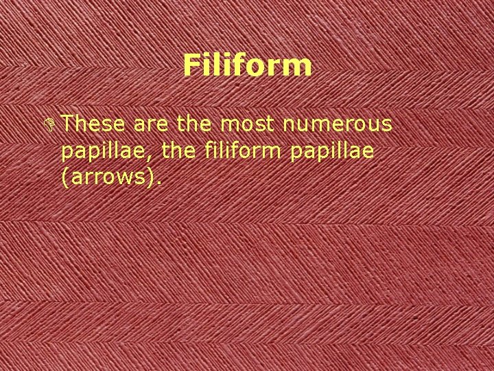 Filiform D These are the most numerous papillae, the filiform papillae (arrows). 