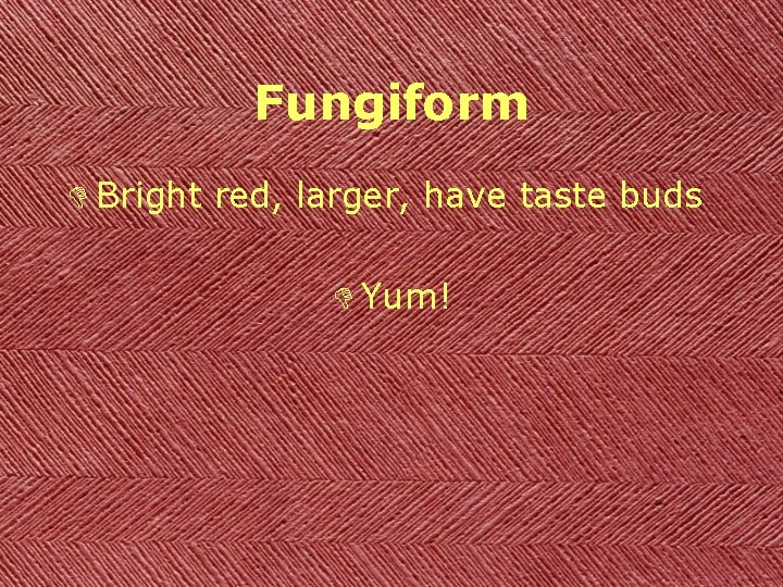 Fungiform D Bright red, larger, have taste buds D Yum! 