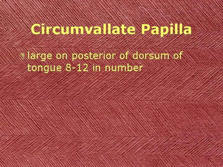 Circumvallate Papilla D large on posterior of dorsum of tongue 8 -12 in number