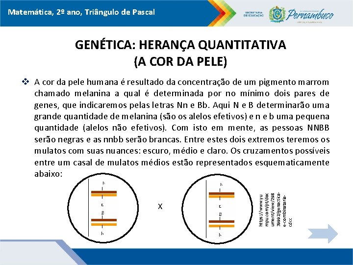 Matemática, 2º ano, Triângulo de Pascal GENÉTICA: HERANÇA QUANTITATIVA (A COR DA PELE) X