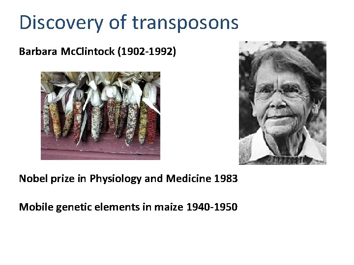 Discovery of transposons Barbara Mc. Clintock (1902 -1992) Nobel prize in Physiology and Medicine