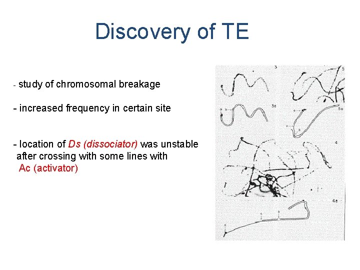 Discovery of TE - study of chromosomal breakage - increased frequency in certain site