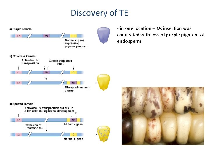 Discovery of TE - in one location – Ds insertion was connected with loss