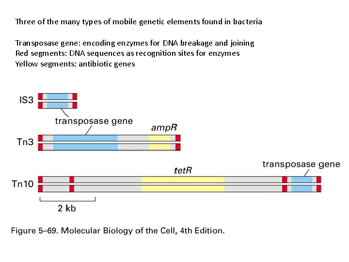 Three of the many types of mobile genetic elements found in bacteria Transposase gene: