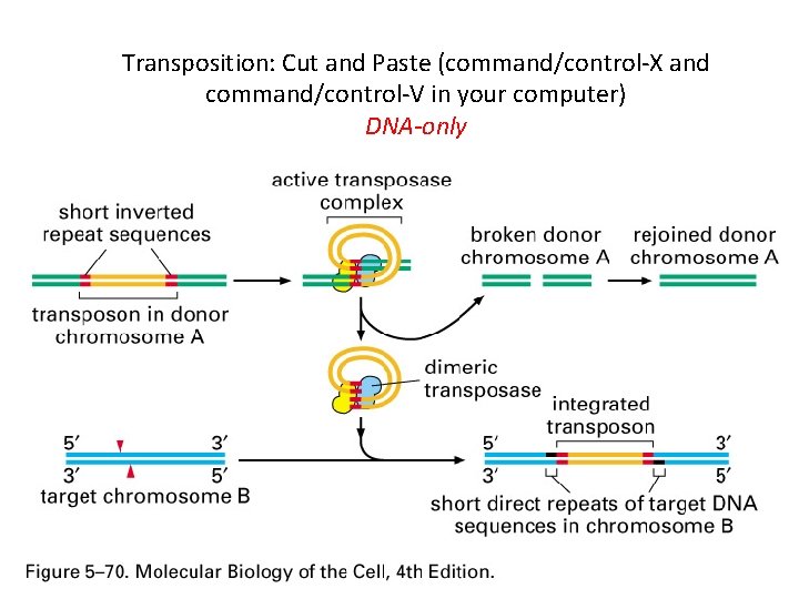 Transposition: Cut and Paste (command/control-X and command/control-V in your computer) DNA-only 