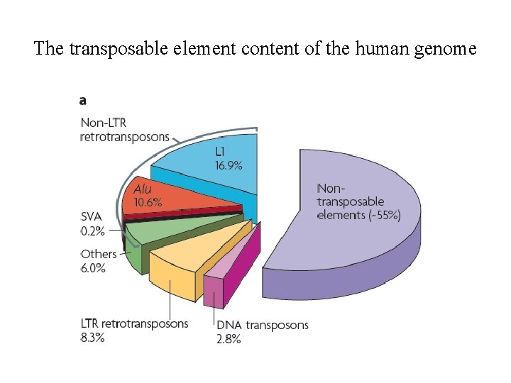 The transposable element content of the human genome 
