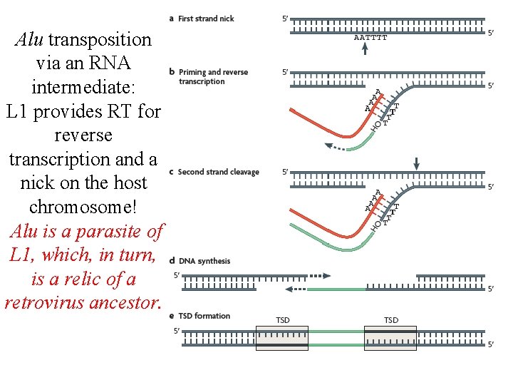 Alu transposition via an RNA intermediate: L 1 provides RT for reverse transcription and