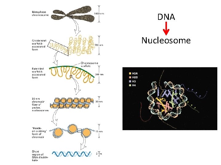 DNA Nucleosome 