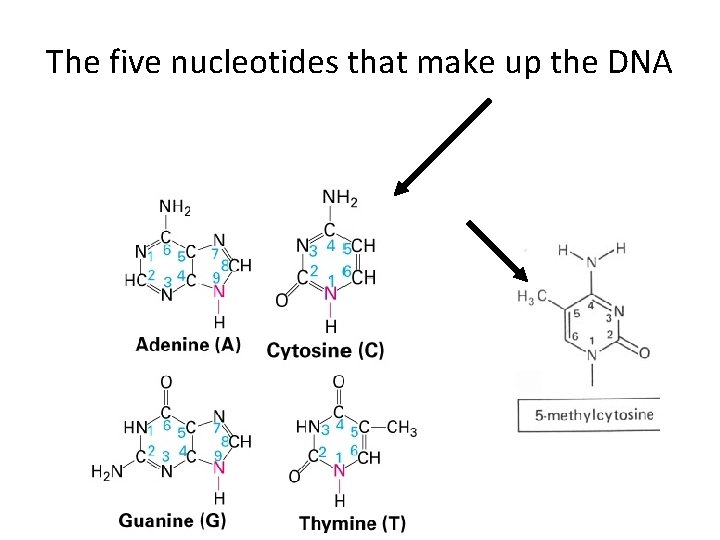 The five nucleotides that make up the DNA 