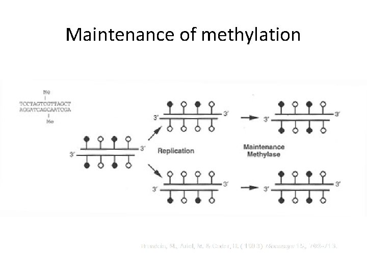Maintenance of methylation 