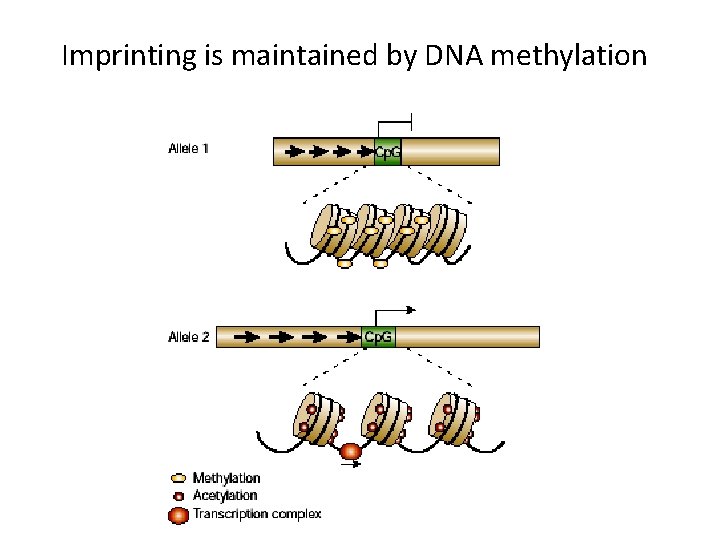 Imprinting is maintained by DNA methylation 