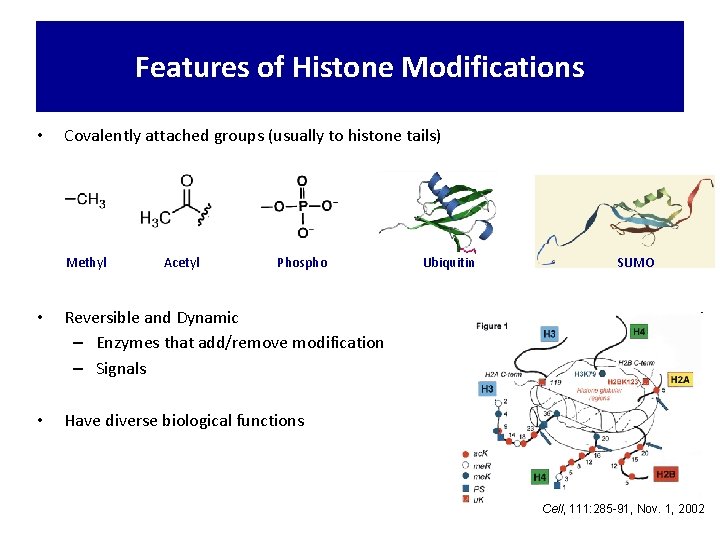 Features of Histone Modifications • Covalently attached groups (usually to histone tails) Methyl Acetyl
