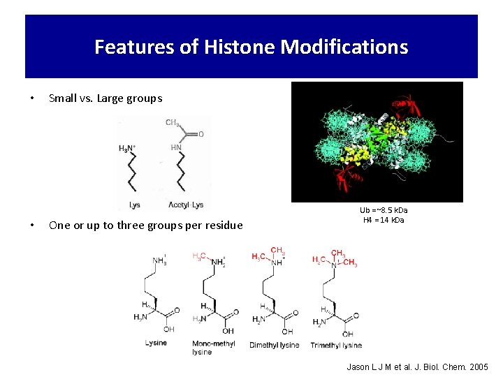 Features of Histone Modifications • • Small vs. Large groups One or up to