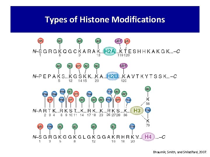 Types of Histone Modifications Bhaumik, Smith, and Shilatifard, 2007. 