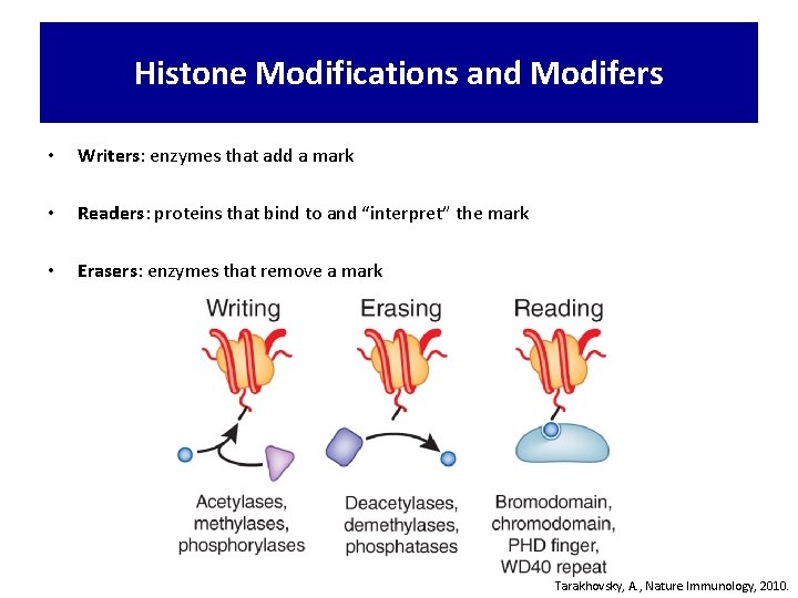 Histone Modifications and Modifers • Writers: enzymes that add a mark • Readers: proteins