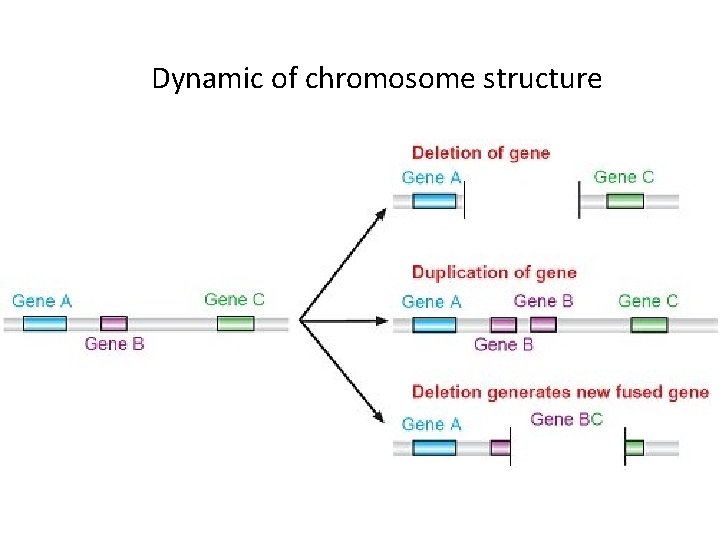 Dynamic of chromosome structure 
