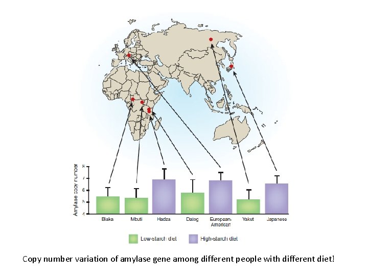 Copy number variation of amylase gene among different people with different diet! 