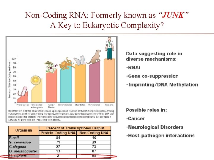 Non-Coding RNA: Formerly known as “JUNK” A Key to Eukaryotic Complexity? 