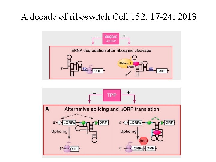 A decade of riboswitch Cell 152: 17 -24; 2013 