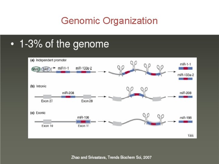 Genomic Organization 