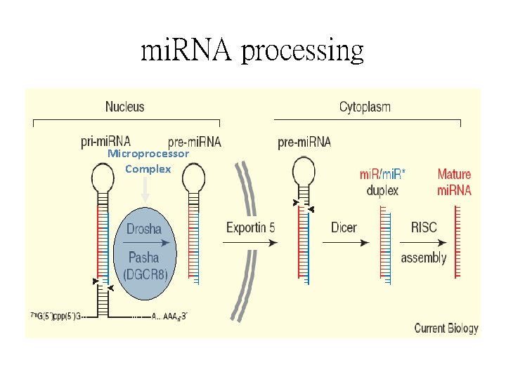 mi. RNA processing Microprocessor Complex 