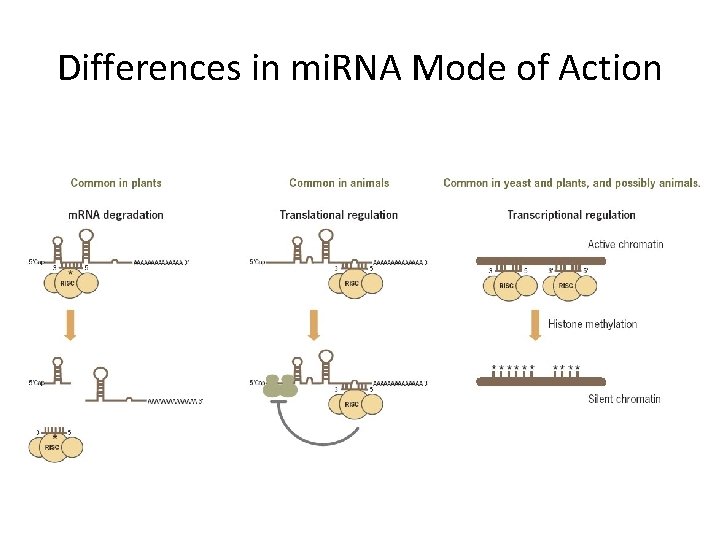 Differences in mi. RNA Mode of Action 