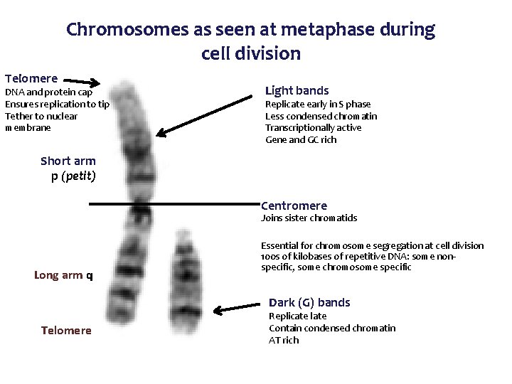Chromosomes as seen at metaphase during cell division Telomere DNA and protein cap Ensures