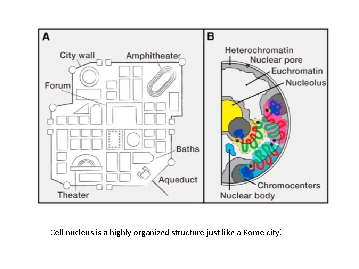 Cell nucleus is a highly organized structure just like a Rome city! 