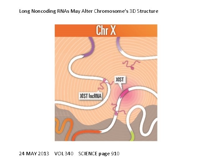 Long Noncoding RNAs May Alter Chromosome’s 3 D Structure 24 MAY 2013 VOL 340