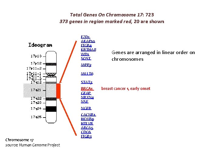 Total Genes On Chromosome 17: 723 373 genes in region marked red, 20 are