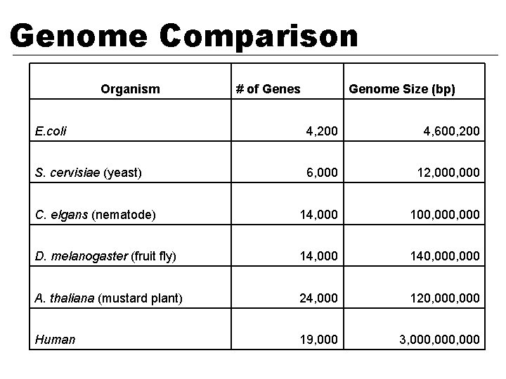 Genome Comparison Organism # of Genes Genome Size (bp) E. coli 4, 200 4,