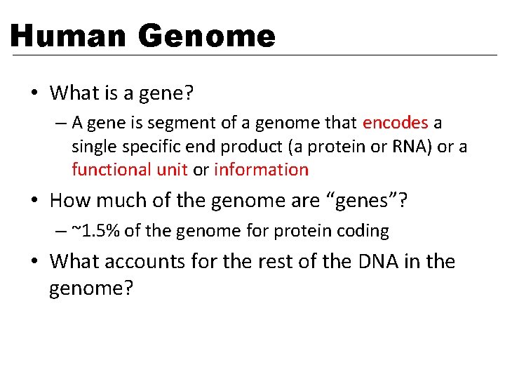 Human Genome • What is a gene? – A gene is segment of a