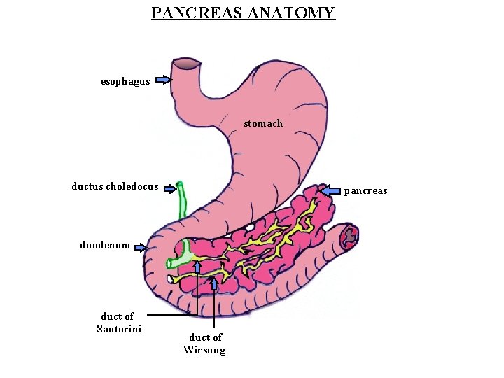 PANCREAS ANATOMY esophagus stomach ductus choledocus pancreas duodenum duct of Santorini duct of Wirsung