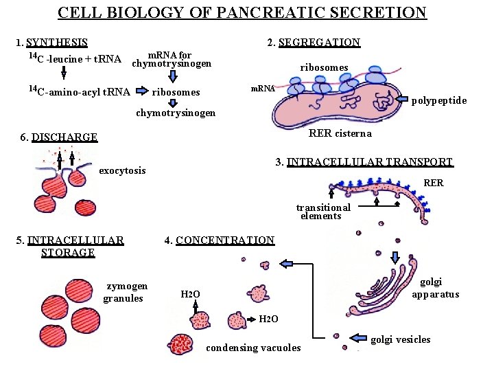 CELL BIOLOGY OF PANCREATIC SECRETION 1. SYNTHESIS 2. SEGREGATION 14 C -leucine + t.