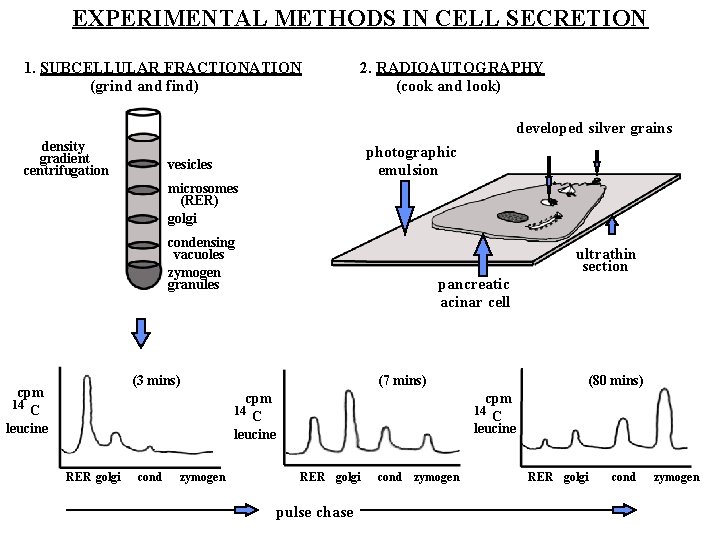 EXPERIMENTAL METHODS IN CELL SECRETION 1. SUBCELLULAR FRACTIONATION (grind and find) 2. RADIOAUTOGRAPHY (cook