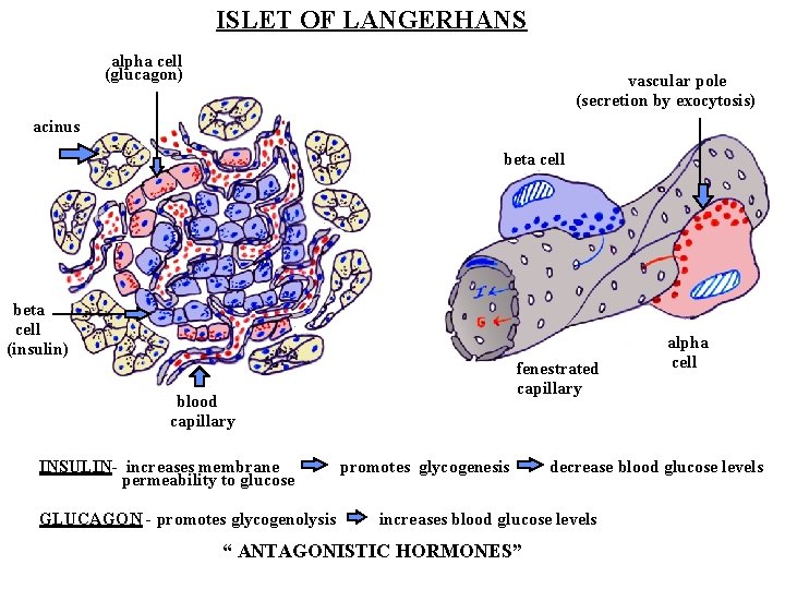 ISLET OF LANGERHANS alpha cell (glucagon) vascular pole (secretion by exocytosis) acinus beta cell