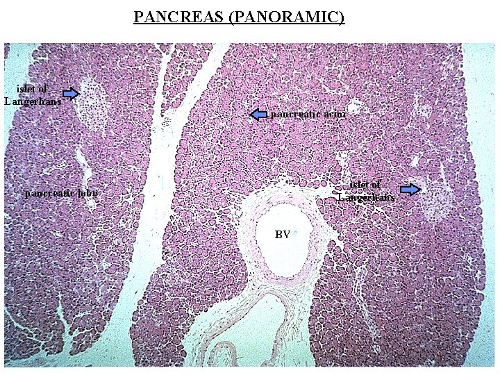 PANCREAS (PANORAMIC) islet of Langerhans pancreatic acini islet of Langerhans pancreatic lobe BV 