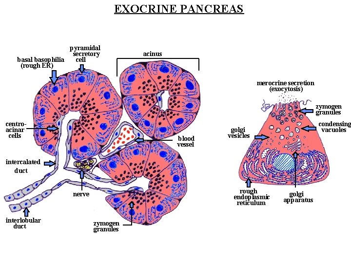 EXOCRINE PANCREAS pyramidal secretory basal basophilia cell (rough ER) acinus merocrine secretion (exocytosis) zymogen