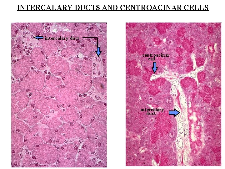 INTERCALARY DUCTS AND CENTROACINAR CELLS intercalary duct centroacinar cell intercalary duct 